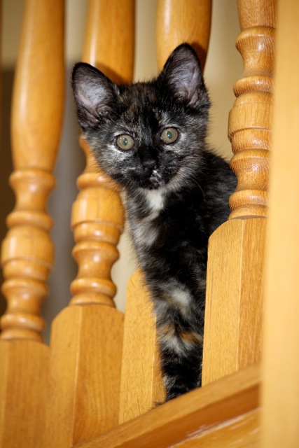 Cat on Stairs