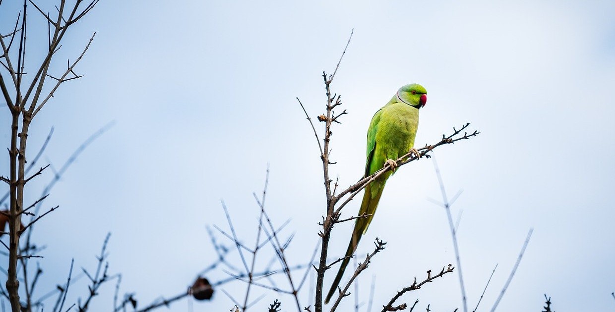 A green parrot is sitting in the top of a tree