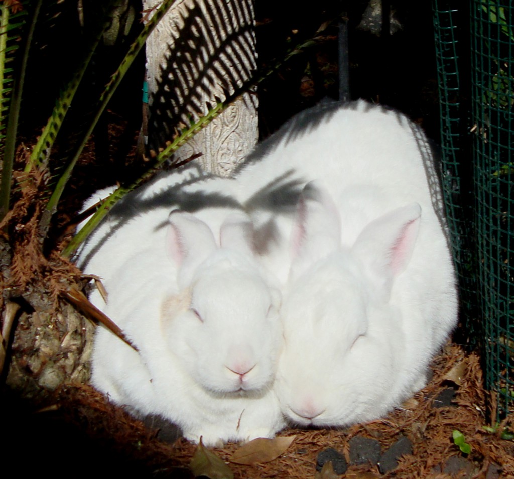 white rabbits