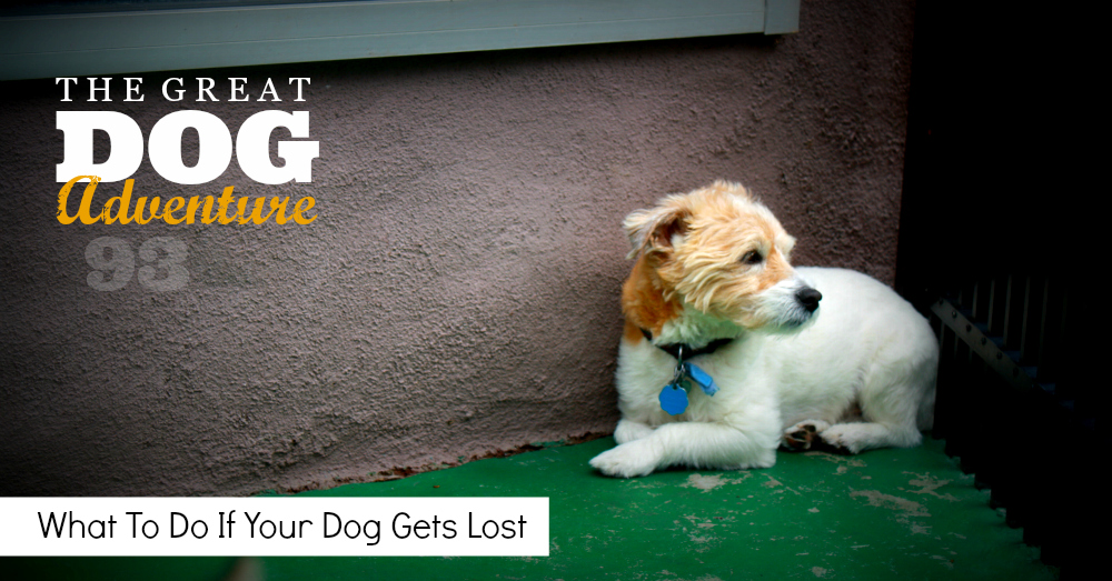 What To Do When Your Dog Goes Missing